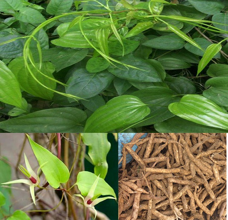 Bách bộ là vị thuốc trị ho do cảm lạnh.